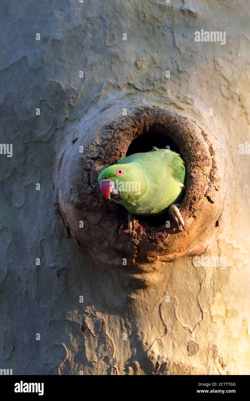 Parakeet de anillo rosado, Parakeet de cuello de anillo (Psittacula krameri). Adulto mirando desde un agujero de anidación en un árbol. Foto de stock
