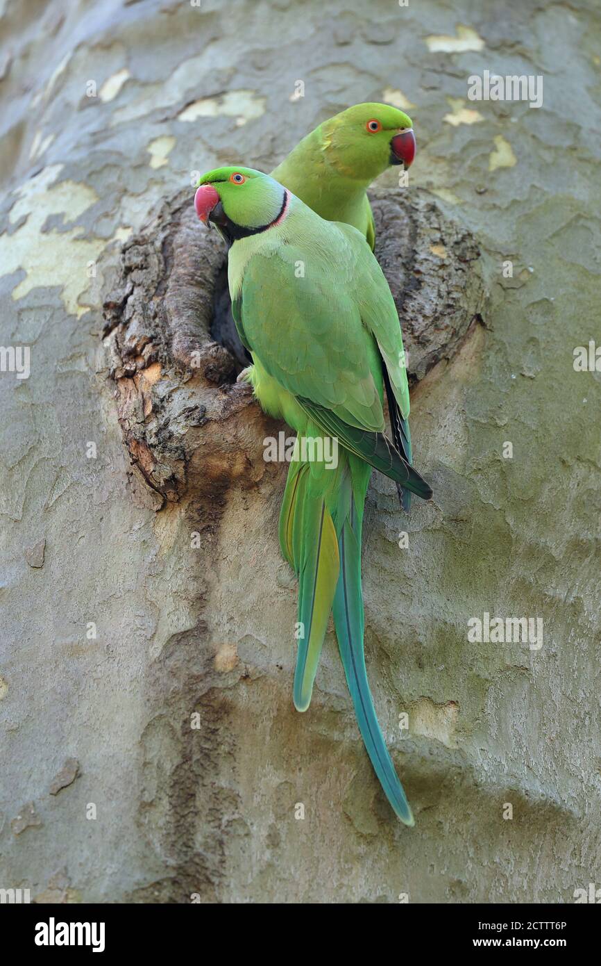 Parakeet de anillo rosado, Parakeet de cuello de anillo (Psittacula krameri). Una pareja en un agujero de anidación en un árbol. Foto de stock