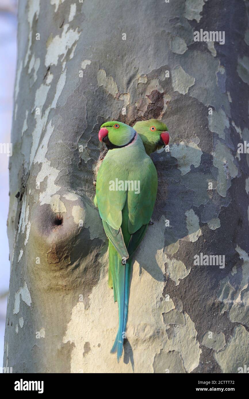 Parakeet de anillo rosado, Parakeet de cuello de anillo (Psittacula krameri). Una pareja en un agujero de anidación en un árbol. Foto de stock