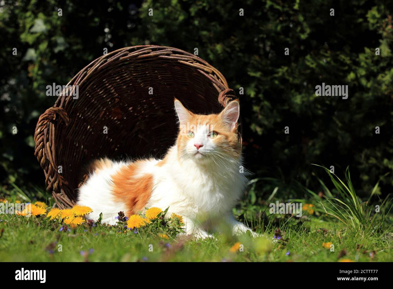 Maine Coon gato. Gato adulto tumbado en un prado, junto a las flores de diente de león. Foto de stock
