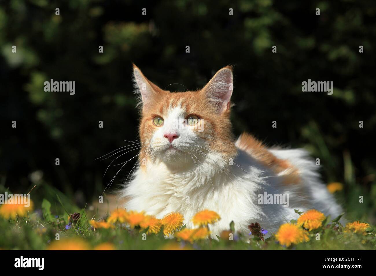 Maine Coon gato. Gato adulto tumbado en un prado, junto a las flores de diente de león. Foto de stock