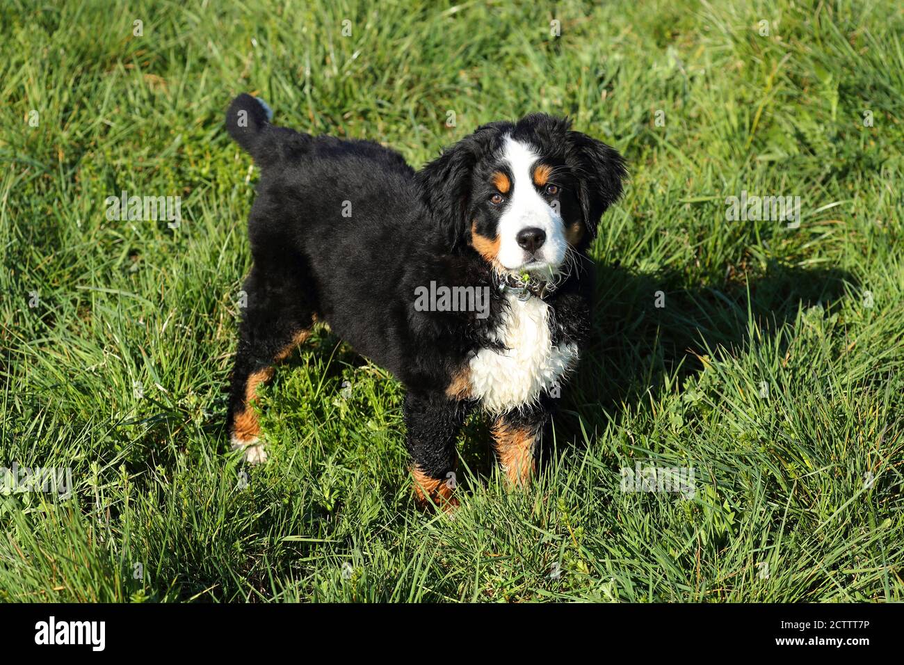 Perro de montaña Bernese. Cachorro de pie sobre hierba. Foto de stock