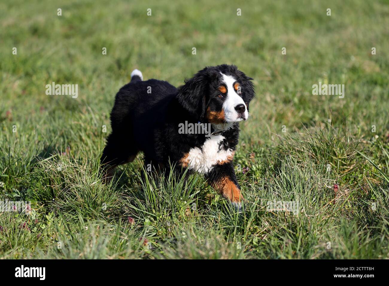 Perro de montaña Bernese. Cachorro caminando sobre hierba. Foto de stock