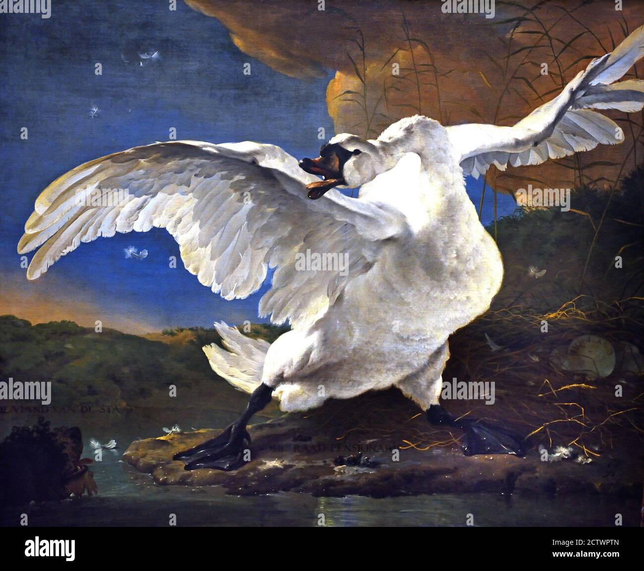 El cisne amenazado 1650 por Jan Asselijn 1615-1652 holandés los países Bajos ( Swan defiende su nido contra un perro. El cisne blanco fue concebido como el estadista Johan de Witt, asesinado en 1672 y que defiende el país contra sus enemigos. ) Foto de stock