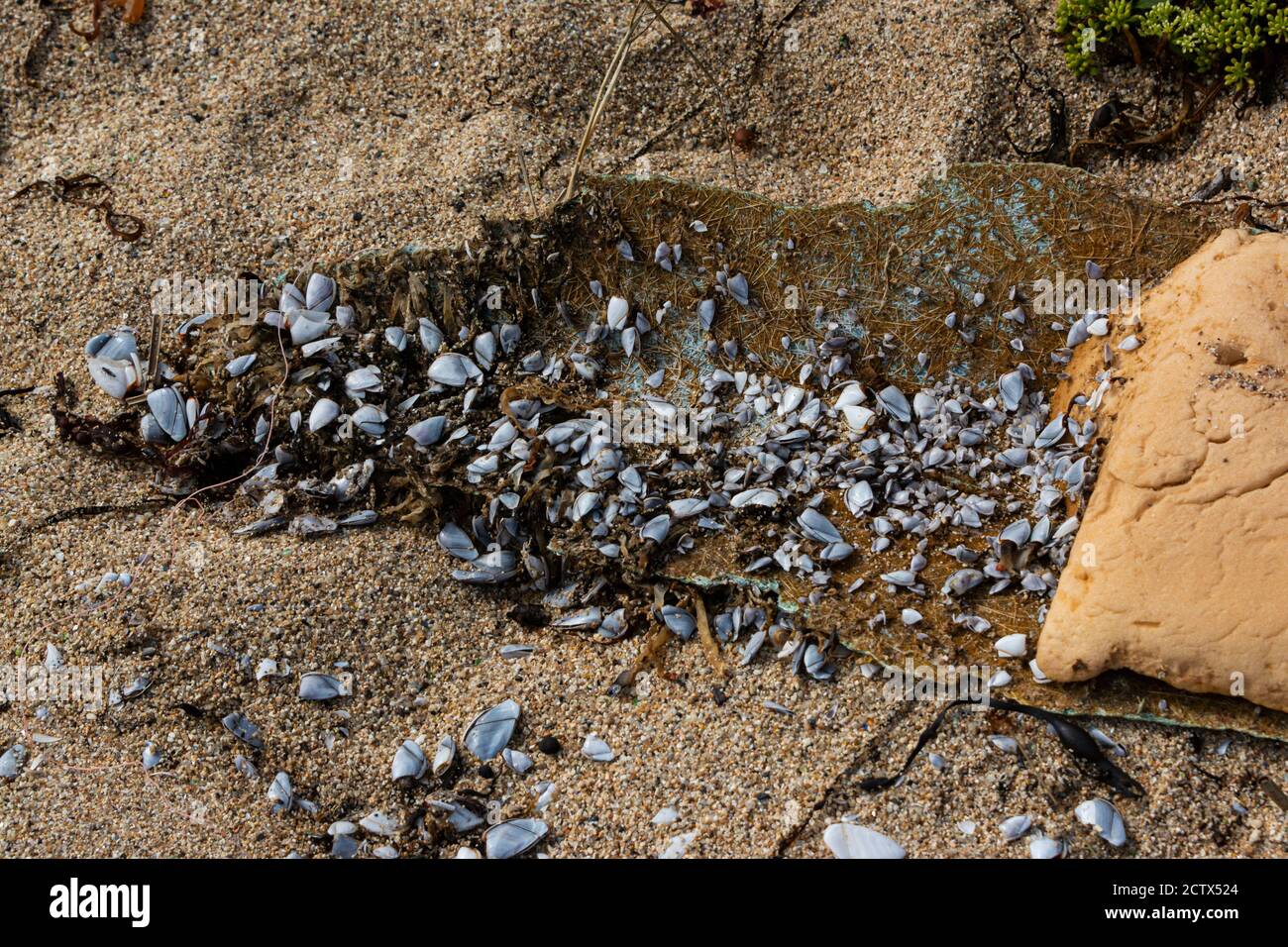 Percebes comunes de ganso (Lepas anatifera) sobre fibra de vidrio lavada en una playa Foto de stock