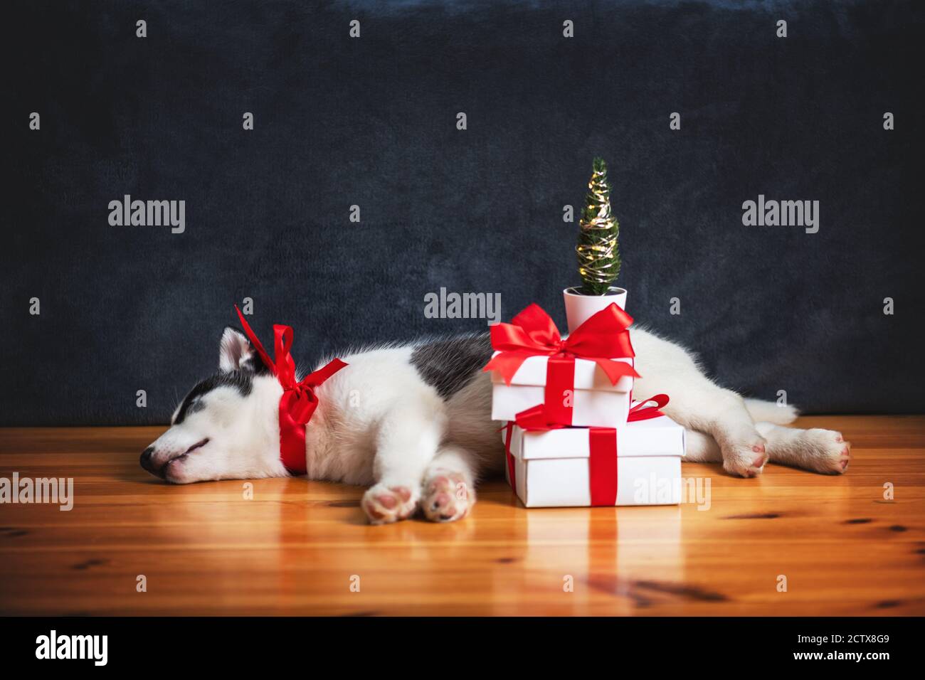 Un pequeño perro blanco cachorro raza de cúscaras siberianas con arco rojo y cajas de regalo dormir en el suelo de madera. Perfecto regalo de cumpleaños y Navidad para su hijo Foto de stock