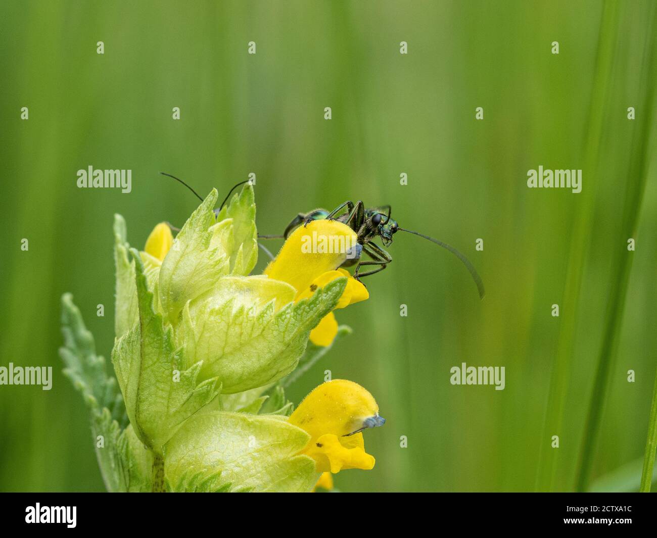 Un primer plano de Oedemera nobilis el escarabajo de aceite falso en una flor de rattle amarilla Foto de stock