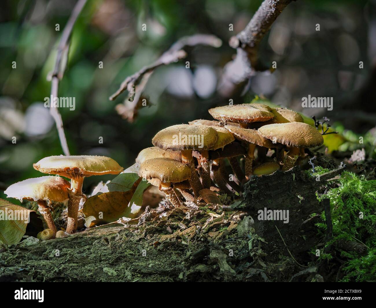 El Woodtuft revestido (Kuehneromyces mutabilis) es un hongo comestible,  foto macro apilada Fotografía de stock - Alamy