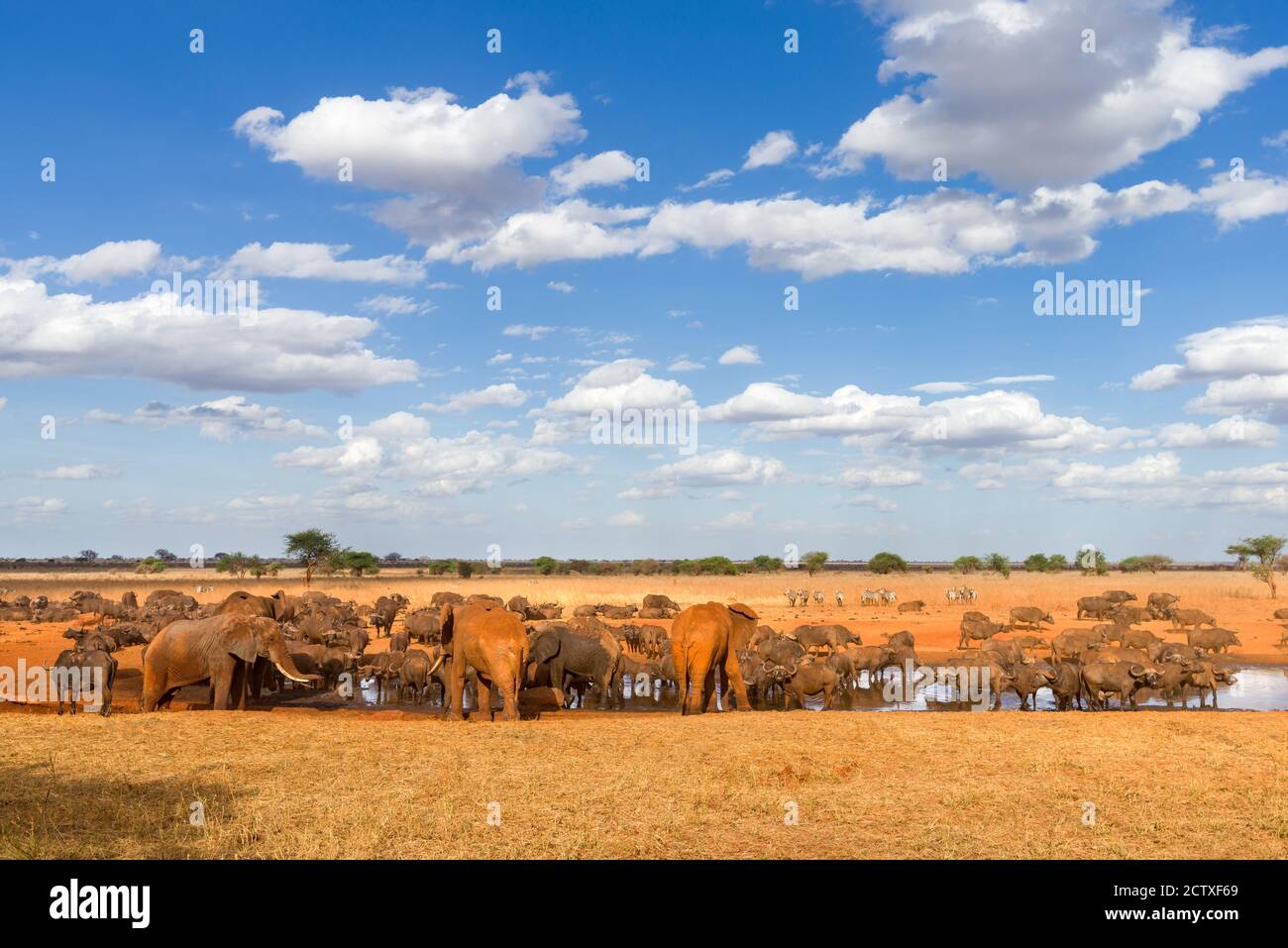 Elefantes africanos de monte (loxodonta africana) y búfalo de cabo en el abrevadero, Reserva de caza de Ngutuni, Kenia Foto de stock