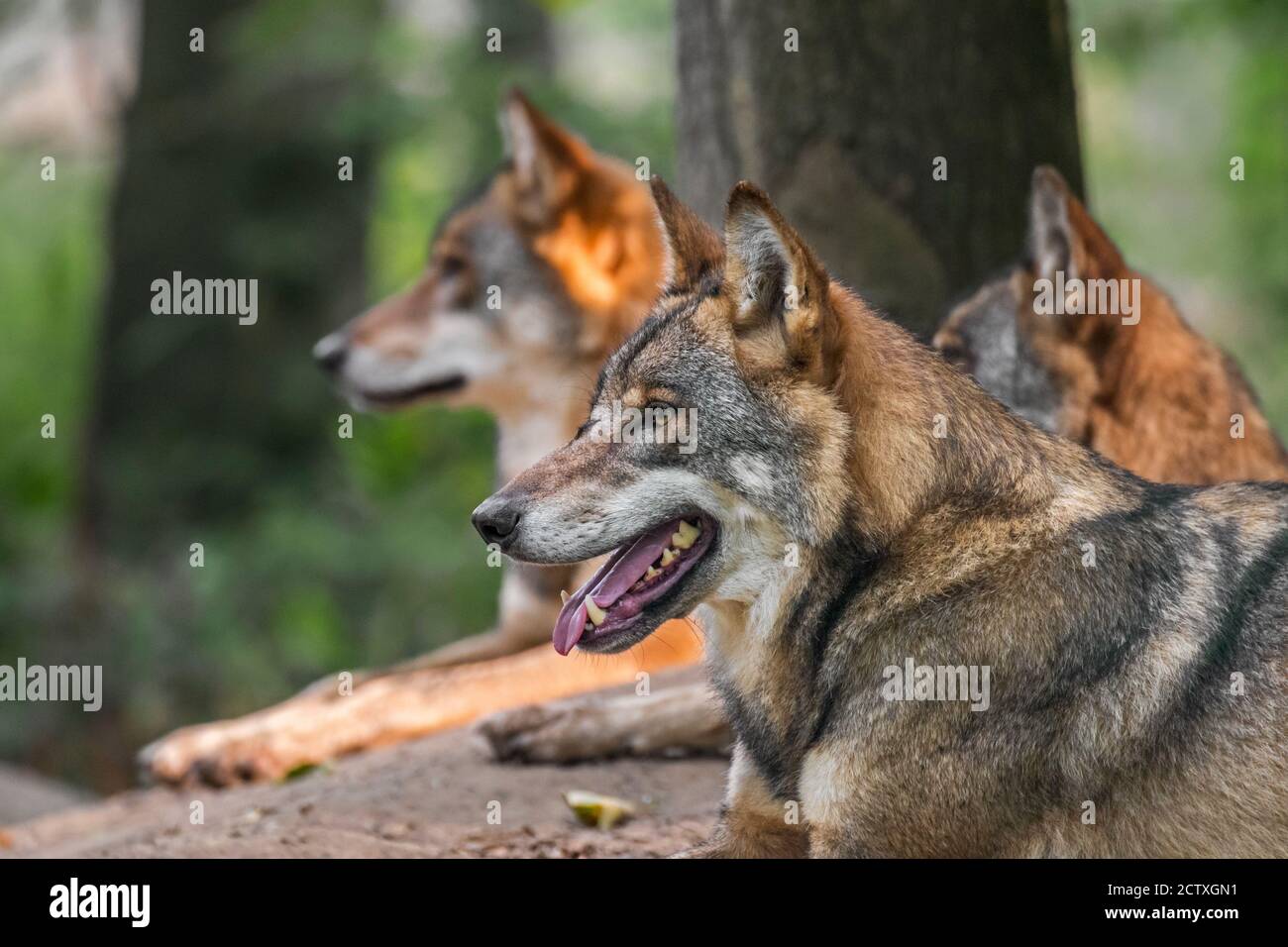 Tres lobos grises europeos / lobo gris salvaje (Canis lupus) pack descansando frente al den en el bosque Foto de stock