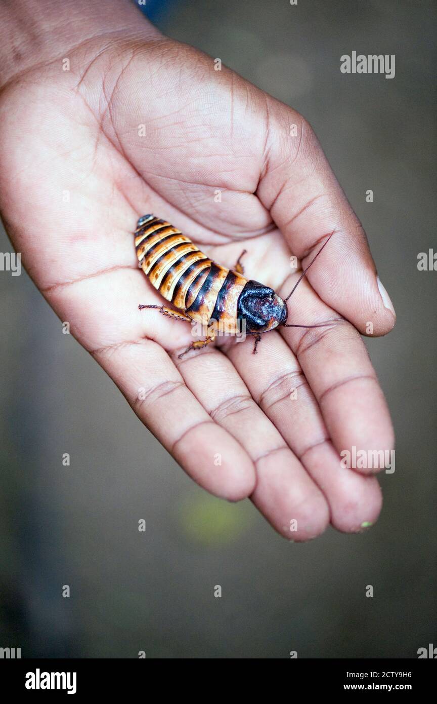 Primer plano de una cucaracha malgache (Gromphadorhina portentosa) en la palma de una persona, Berenty, Madagascar Foto de stock