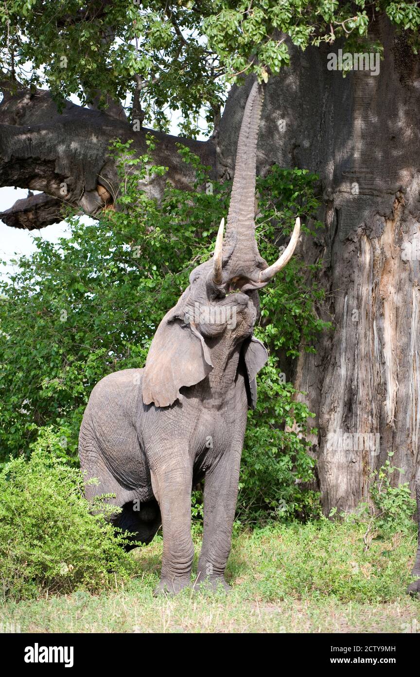 Elefante africano (Loxodonta africana) que llega a las hojas de los árboles del baobab (Adansonia digitata), Parque Nacional Tarangire, Tanzania Foto de stock