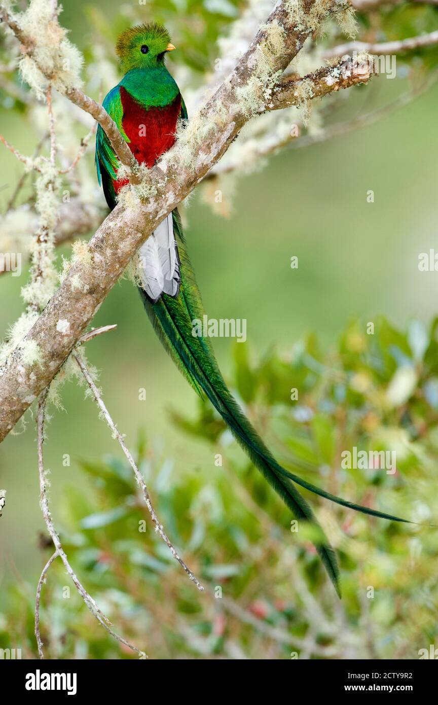 Primer plano de Quetzal resplandeciente (Pharomachrus mocinno) persiguiendo en una rama, Savegre, Costa Rica Foto de stock