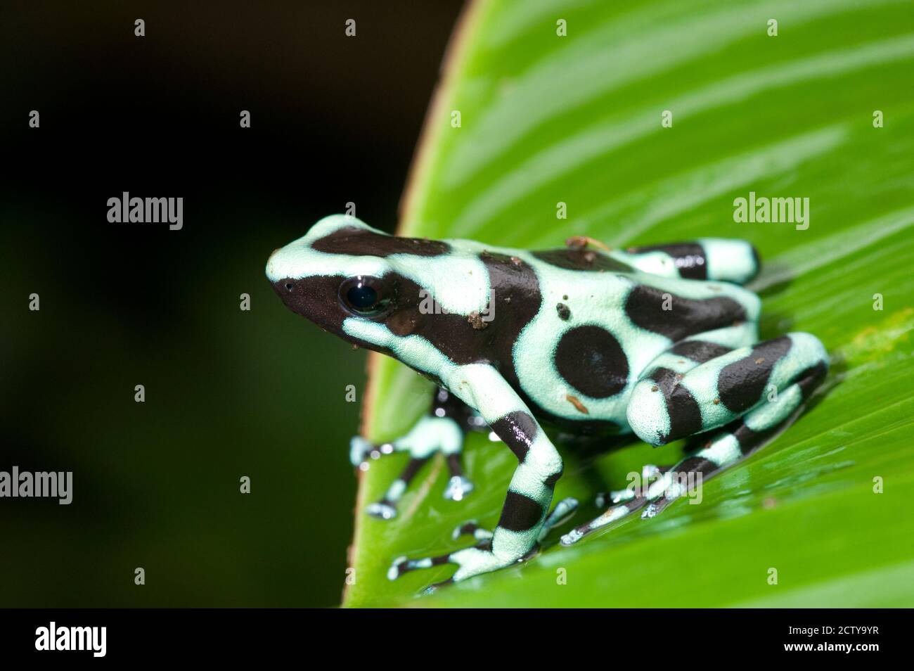 Primer plano de una rana de veneno verde y negro (Dendrobates auratus) en una hoja, Costa Rica Foto de stock