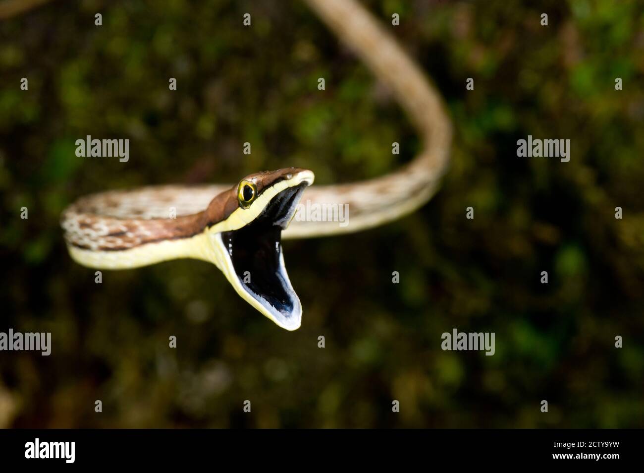 Primer plano de una serpiente Vine con la boca abierta, Costa Rica Foto de stock