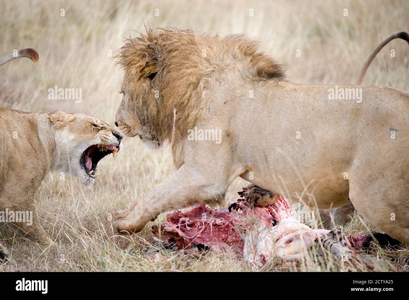León y una Leona (Panthera leo) luchando por una cebra muerta, Cráter Ngorongoro, Ngorongoro, Tanzania Foto de stock