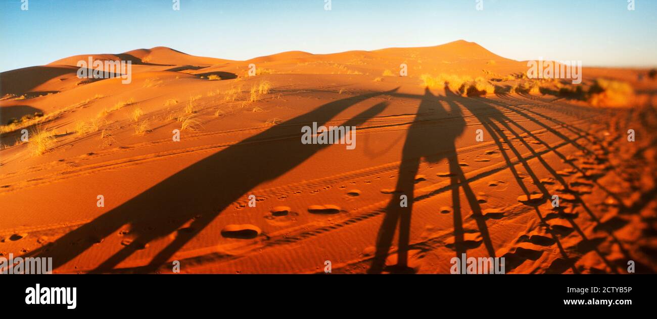 Sombras de jinetes de camellos en el desierto al atardecer, desierto del Sahara, Marruecos Foto de stock