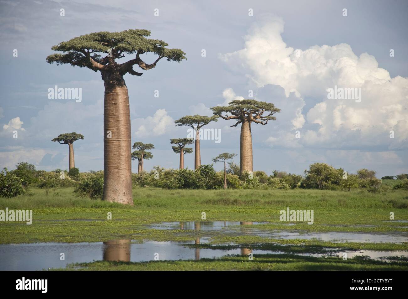 Árboles Baobab (Adansonia digitata) en la Avenida de los Baobabs, Morondava, Madagascar Foto de stock