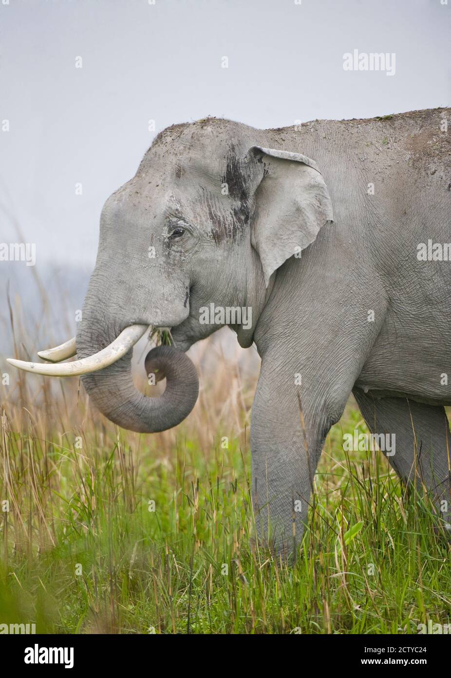 Elefante asiático (Elephas maximus) en un campo, India Foto de stock