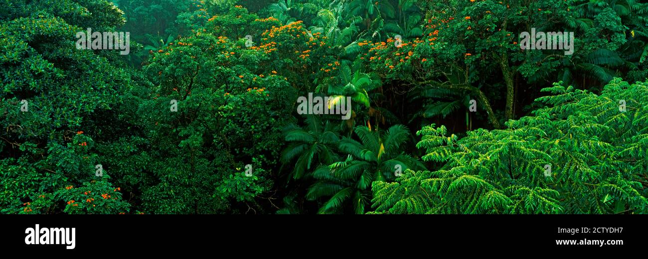 Los árboles en un bosque lluvioso, la costa de Hamakua, Big Island, Hawaii, EE.UU Foto de stock