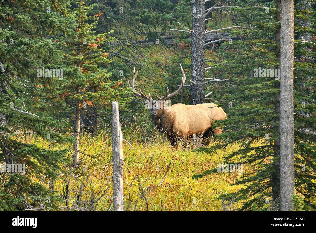 Un alce de toro salvaje 'Cervus alaphus', caminando por una zona boscosa en la zona rural de Alberta, Canadá. Foto de stock