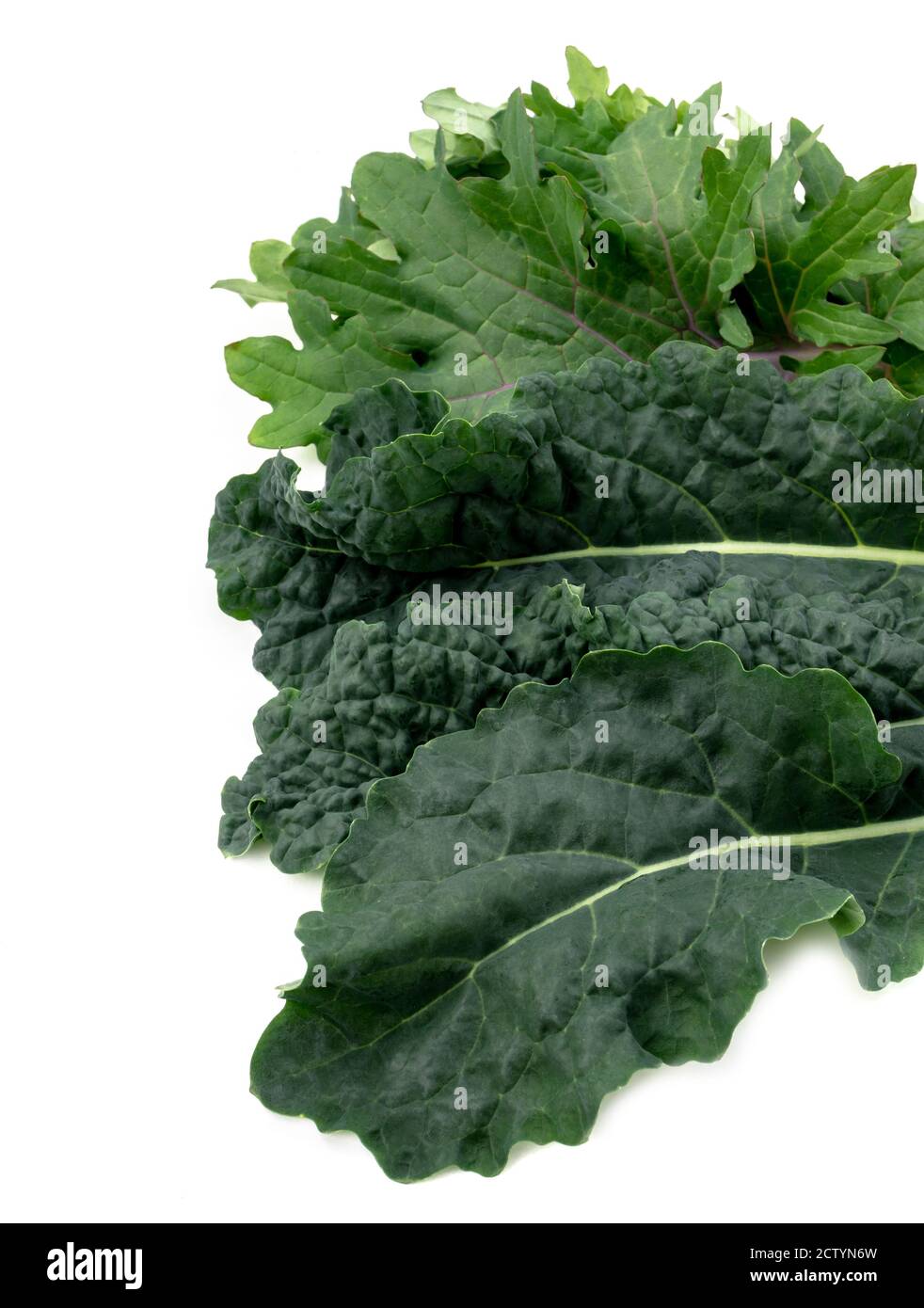 Medley Kale de Red Russian Kale y Lacinato Kale. Vista superior de múltiples láminas parciales. De cerca. Cosecha de jardín cultivado en casa. Estilo de vida saludable y sup. Foto de stock