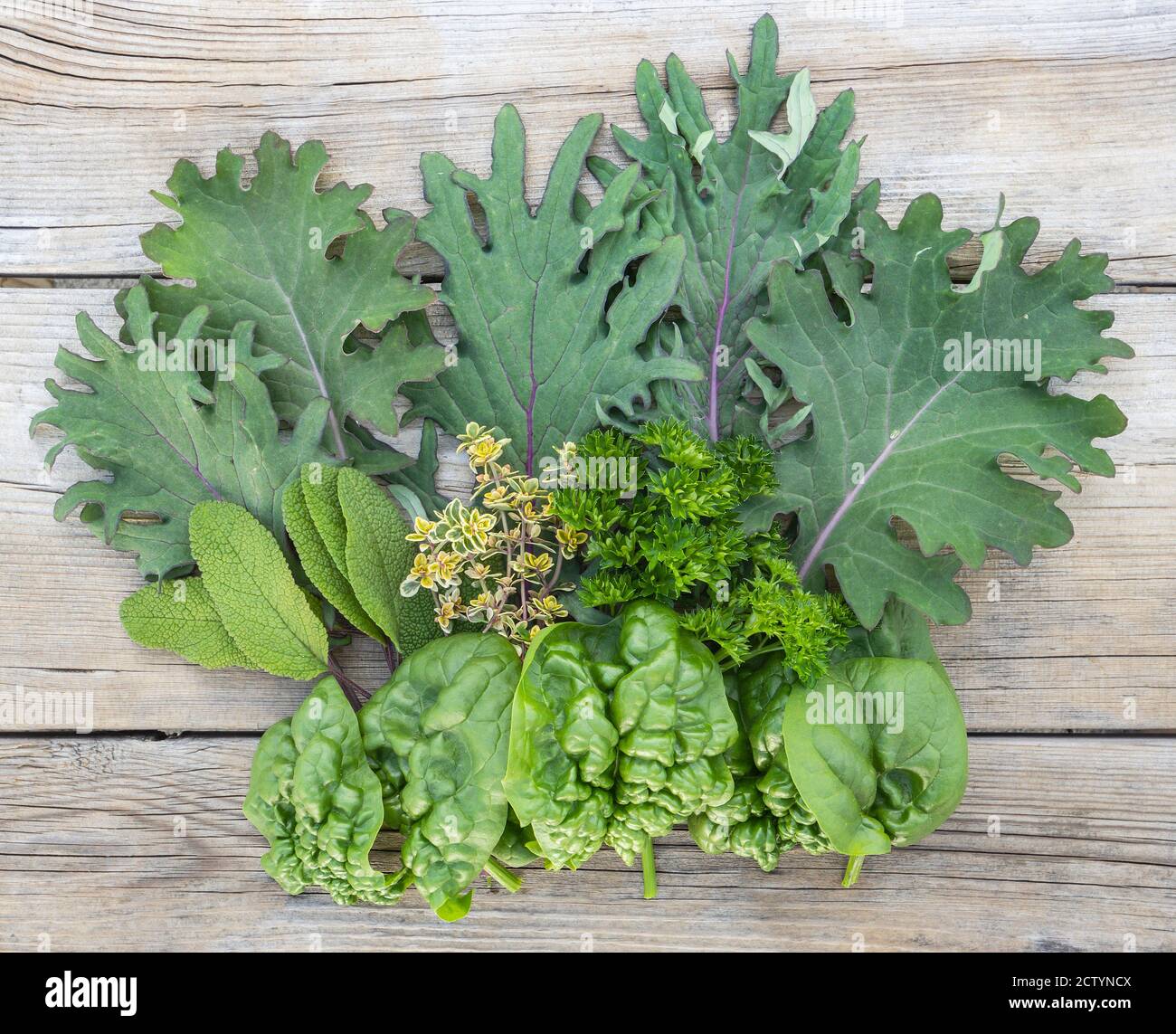 Primera cosecha de jardín de cultivo casero del año. Red Russian Kale, Spinach, curled Parsley, Lemon Thyme y Sage. Verduras y hierbas dispuestas en el tiempo Foto de stock