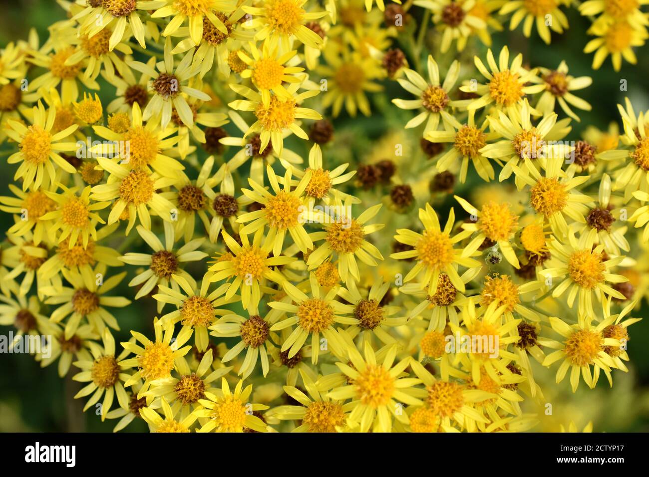 La planta de la hierba invasora venenosa ragwort floreciendo con las flores amarillas Foto de stock