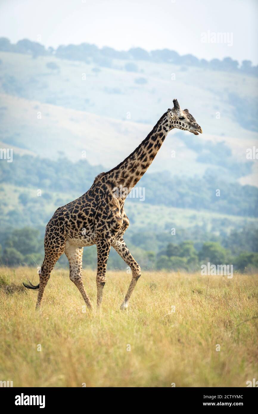 Retrato vertical de una jirafa caminante en Masai Mara in Kenia Foto de stock