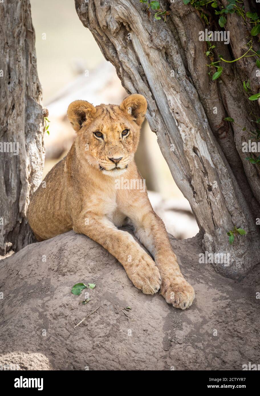 Retrato vertical de un cachorro de león sentado en una termita monten bajo un árbol muerto en Masai Mara en Kenia Foto de stock
