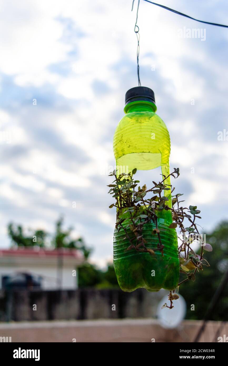 maceta de flores colgando de botella de plástico, con un poco de phulwari  en él, aislado, espacio de copia. Un jardín colgante Fotografía de stock -  Alamy