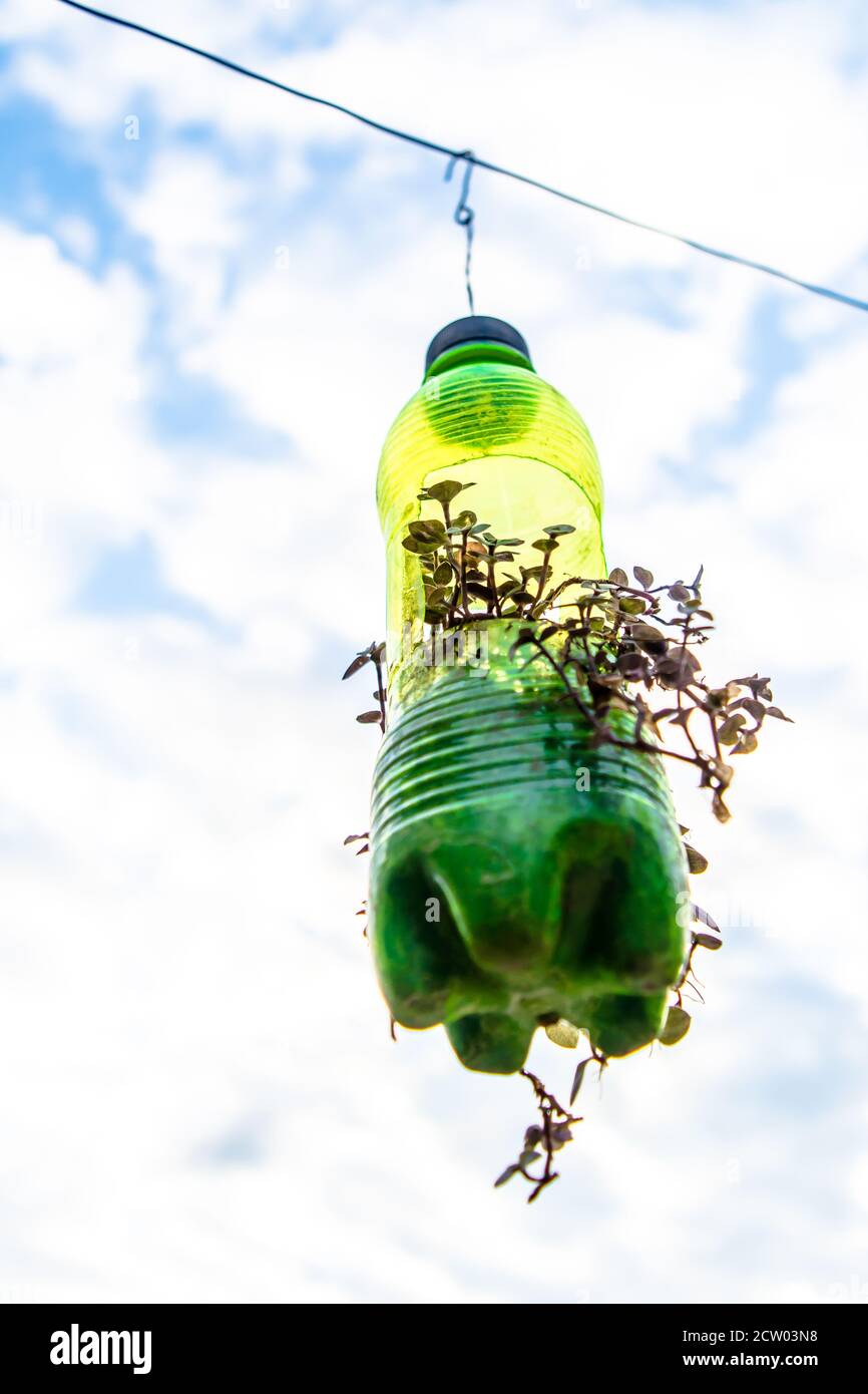 maceta de flores colgando de botella de plástico, con un poco de phulwari  en él, aislado, espacio de copia. Un jardín colgante Fotografía de stock -  Alamy