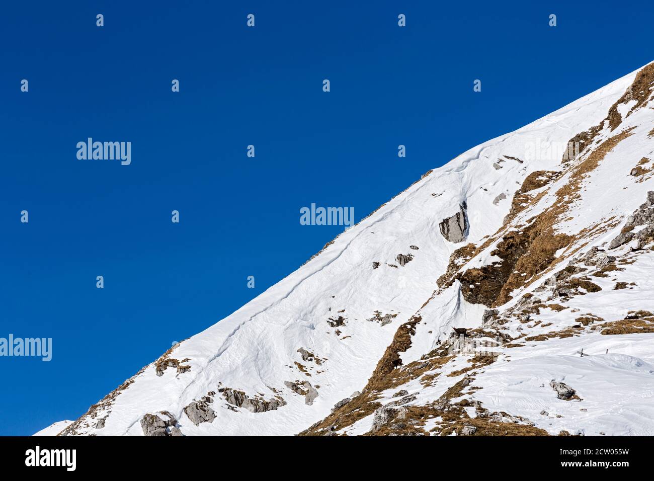 Nebelhorn, Berghang, Gemsen, Allgäuer Alpen, Oberstdorf Foto de stock