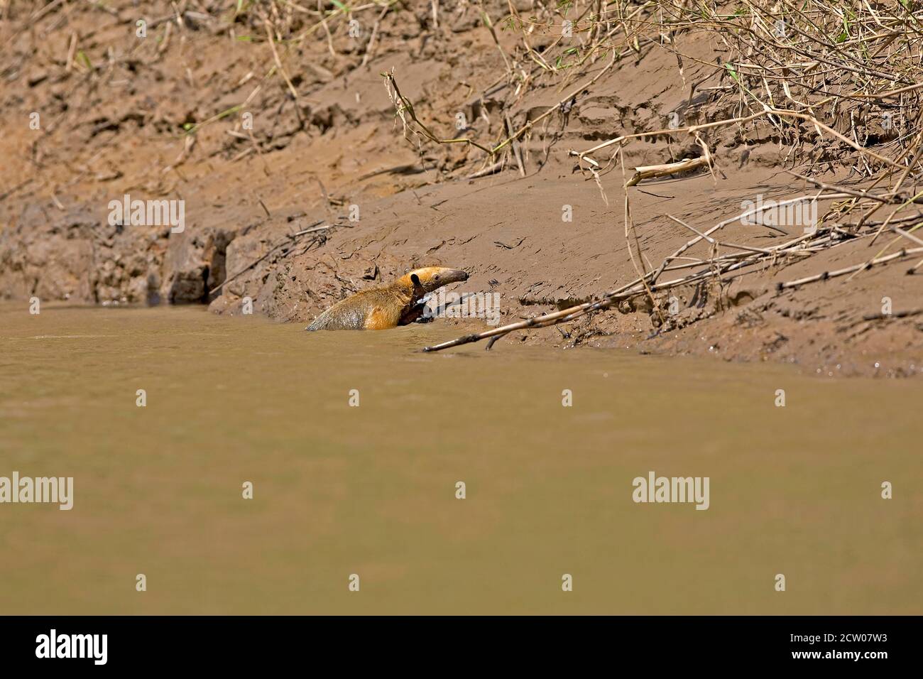 Anteater del Sur, tamandua tetradactyla, Adulto cruzando el Río Madre de Dios, Reserva Manu en Perú Foto de stock