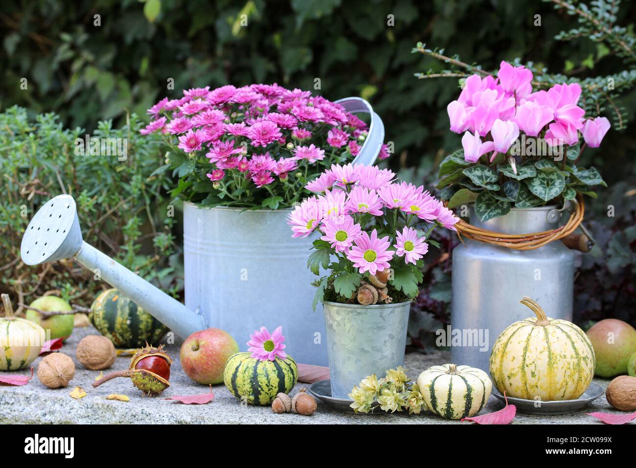 decoración vintage de jardín con flores de otoño en rosa y calabazas Foto de stock