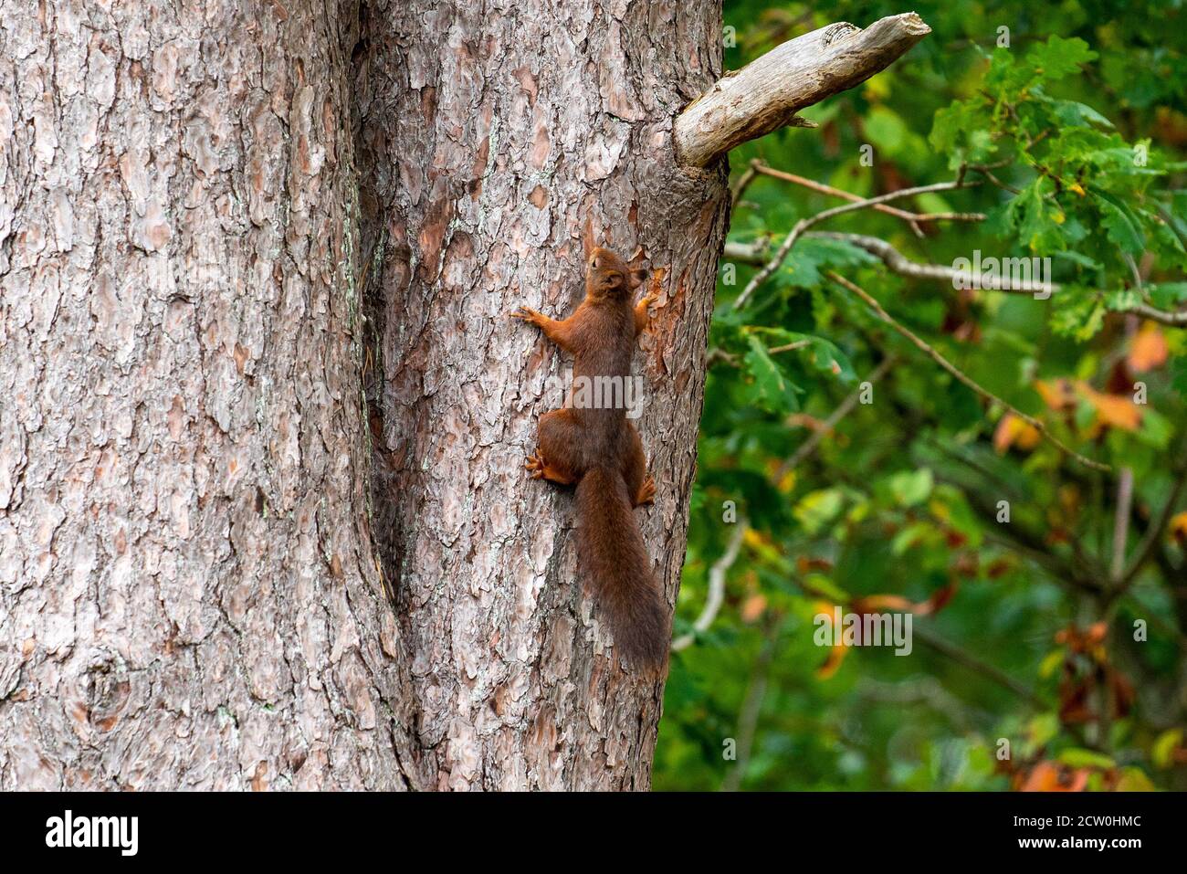 Árbol de escalada de ardilla roja en Suecia Foto de stock