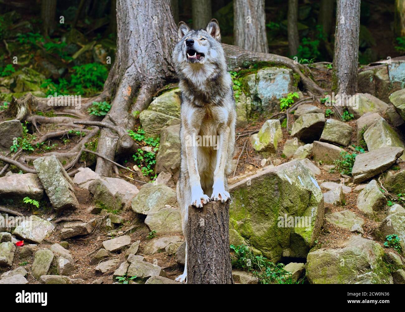 Montebello,Quebec,Canadá,25 de septiembre de 2020.Lobo gris en una reserva de animales.crédito:Mario Beauregard/Alamy News Foto de stock
