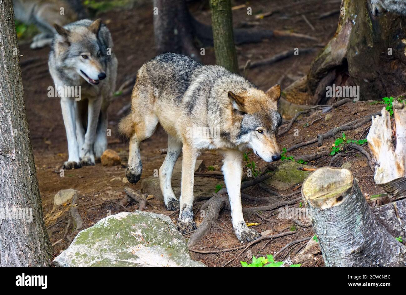 Montebello,Quebec,Canadá,25 de septiembre de 2020.Lobos grises en una reserva de animales.crédito:Mario Beauregard/Alamy News Foto de stock