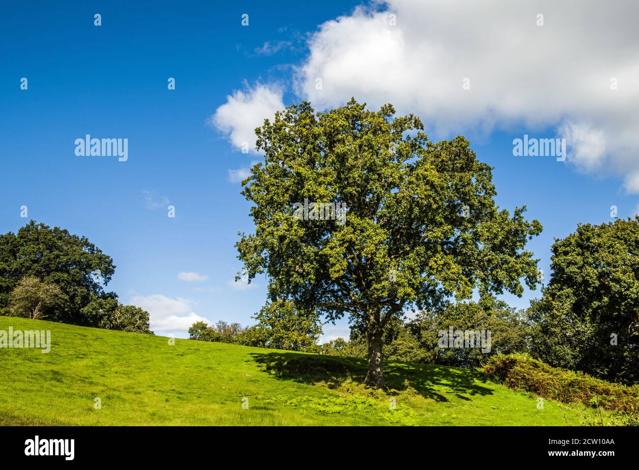 Escenas rurales cerca de la colina de Caerau, por encima de Rhiwsaeson, cerca de Llantrisant, al sur de Gales en un soleado día de septiembre, al sur de Gales Foto de stock