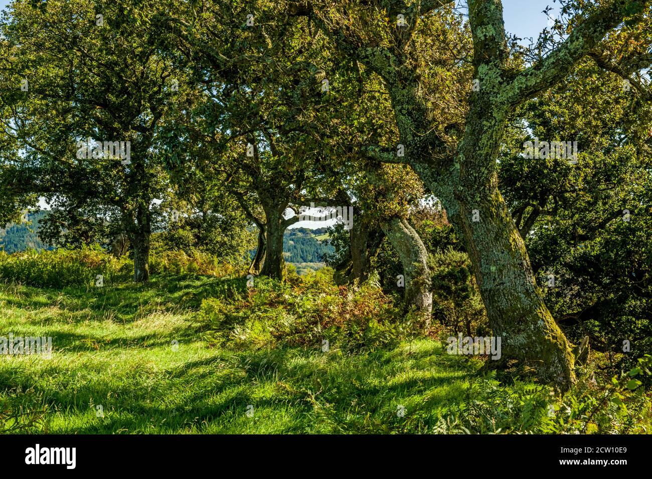 Escenas rurales cerca de la colina de Caerau, por encima de Rhiwsaeson, cerca de Llantrisant, al sur de Gales en un soleado día de septiembre, al sur de Gales Foto de stock