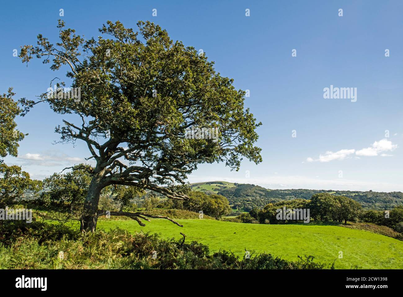 Escenas rurales cerca de la colina de Caerau, por encima de Rhiwsaeson, cerca de Llantrisant, al sur de Gales en un soleado día de septiembre, al sur de Gales Foto de stock