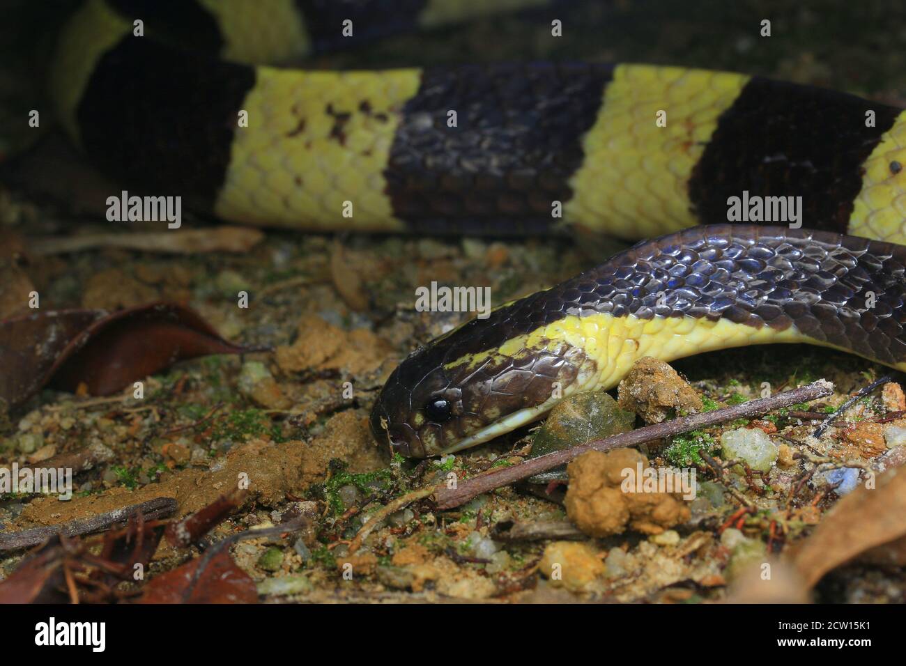 Bungarus fasciatus es una serpiente venenosa del sudeste asiático. Normalmente se encuentran en plantaciones de aceite de palma. Foto de stock
