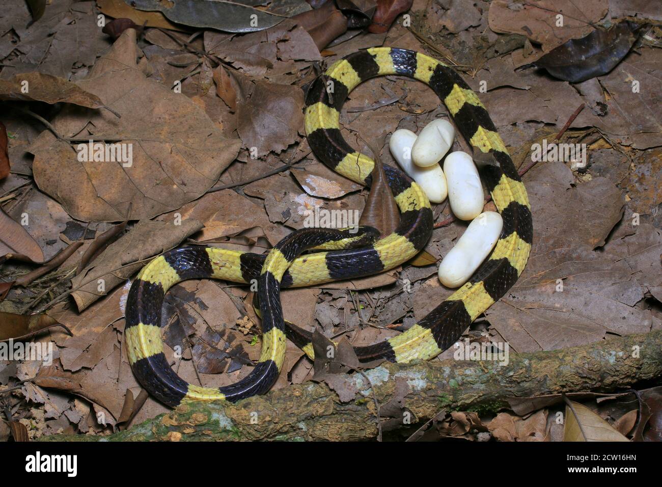 Bungarus fasciatus es una serpiente venenosa del sudeste asiático. Normalmente se encuentran en plantaciones de aceite de palma. Foto de stock