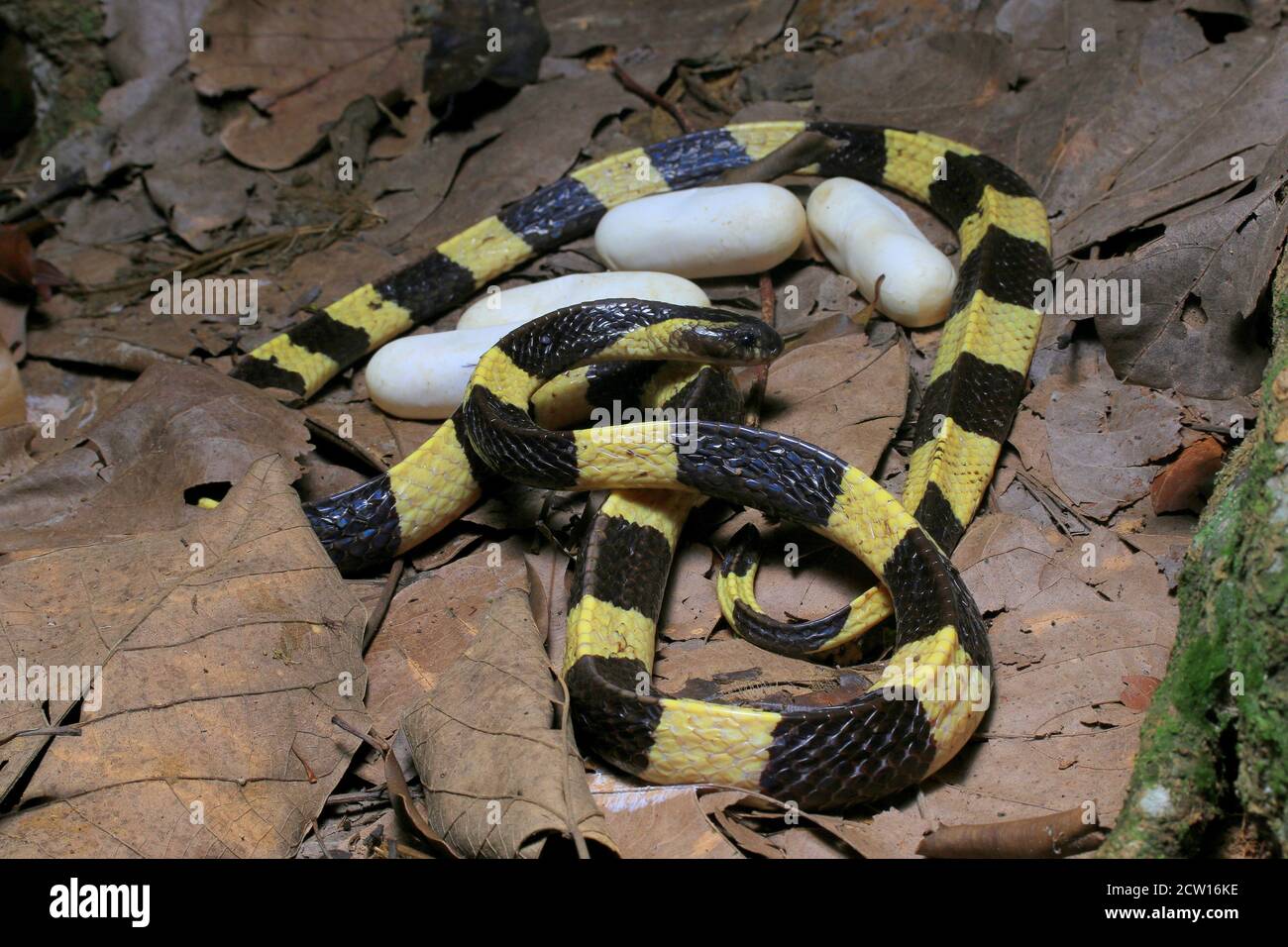 Bungarus fasciatus es una serpiente venenosa del sudeste asiático. Normalmente se encuentran en plantaciones de aceite de palma. Foto de stock