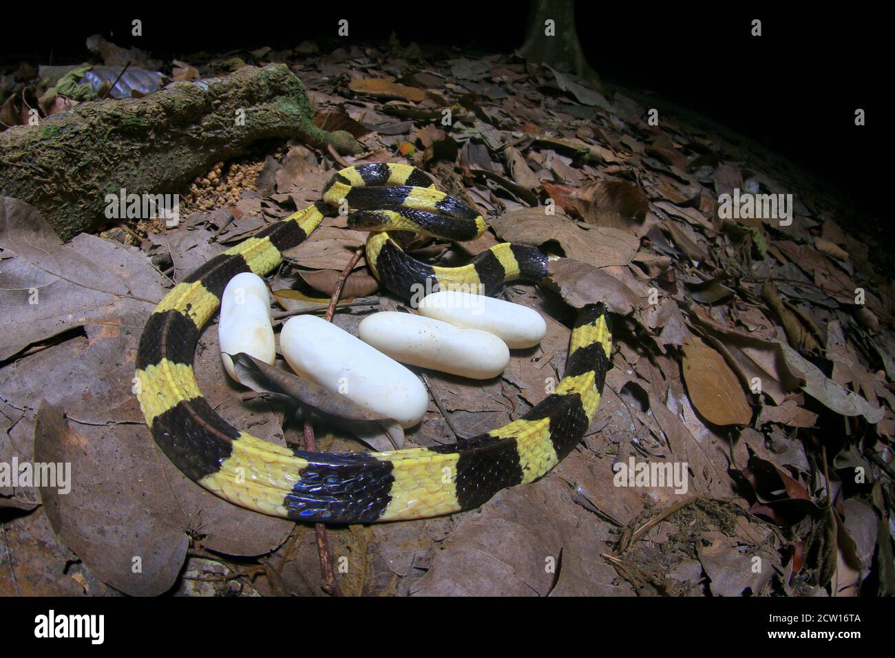 Bungarus fasciatus es una serpiente venenosa del sudeste asiático. Normalmente se encuentran en plantaciones de aceite de palma. Foto de stock