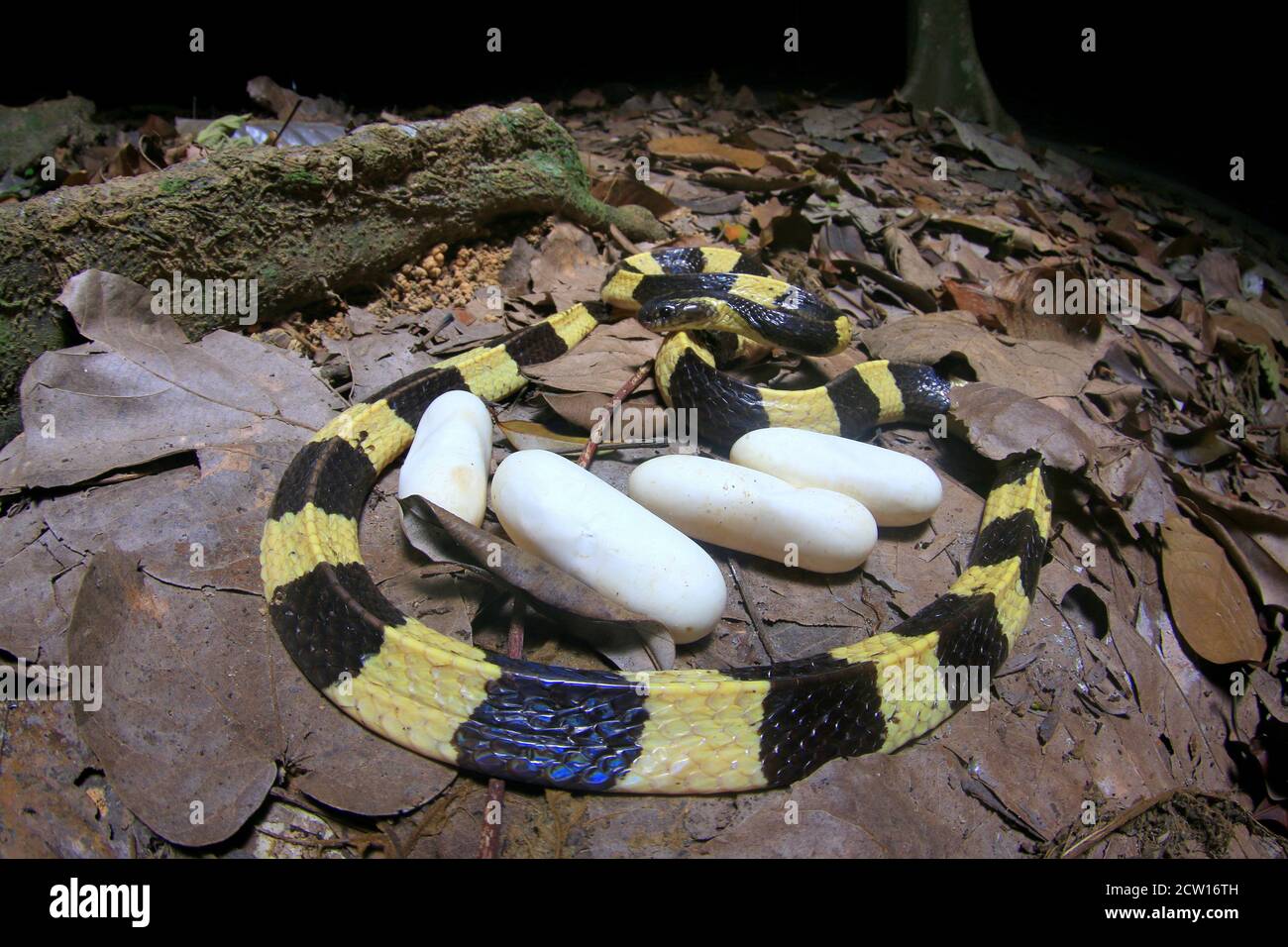 Bungarus fasciatus es una serpiente venenosa del sudeste asiático. Normalmente se encuentran en plantaciones de aceite de palma. Foto de stock