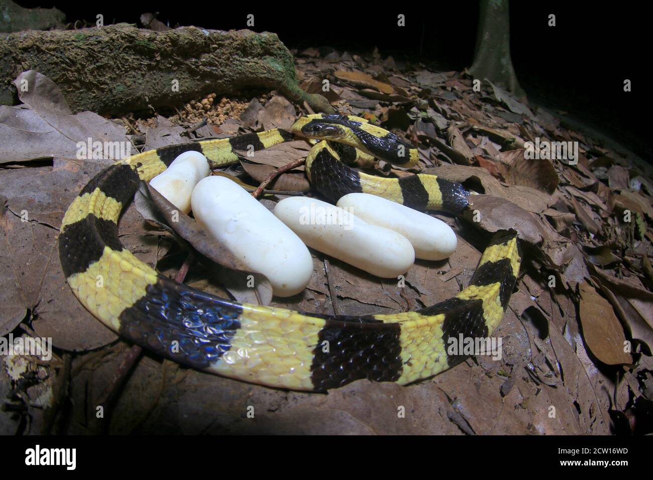 Bungarus fasciatus es una serpiente venenosa del sudeste asiático. Normalmente se encuentran en plantaciones de aceite de palma. Foto de stock