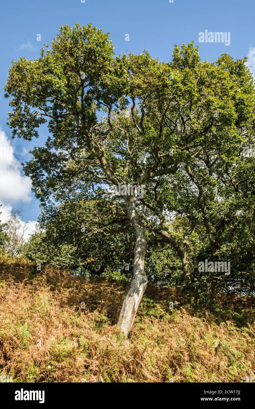 Escenas rurales cerca de la colina de Caerau, por encima de Rhiwsaeson, cerca de Llantrisant, al sur de Gales en un soleado día de septiembre, al sur de Gales Foto de stock