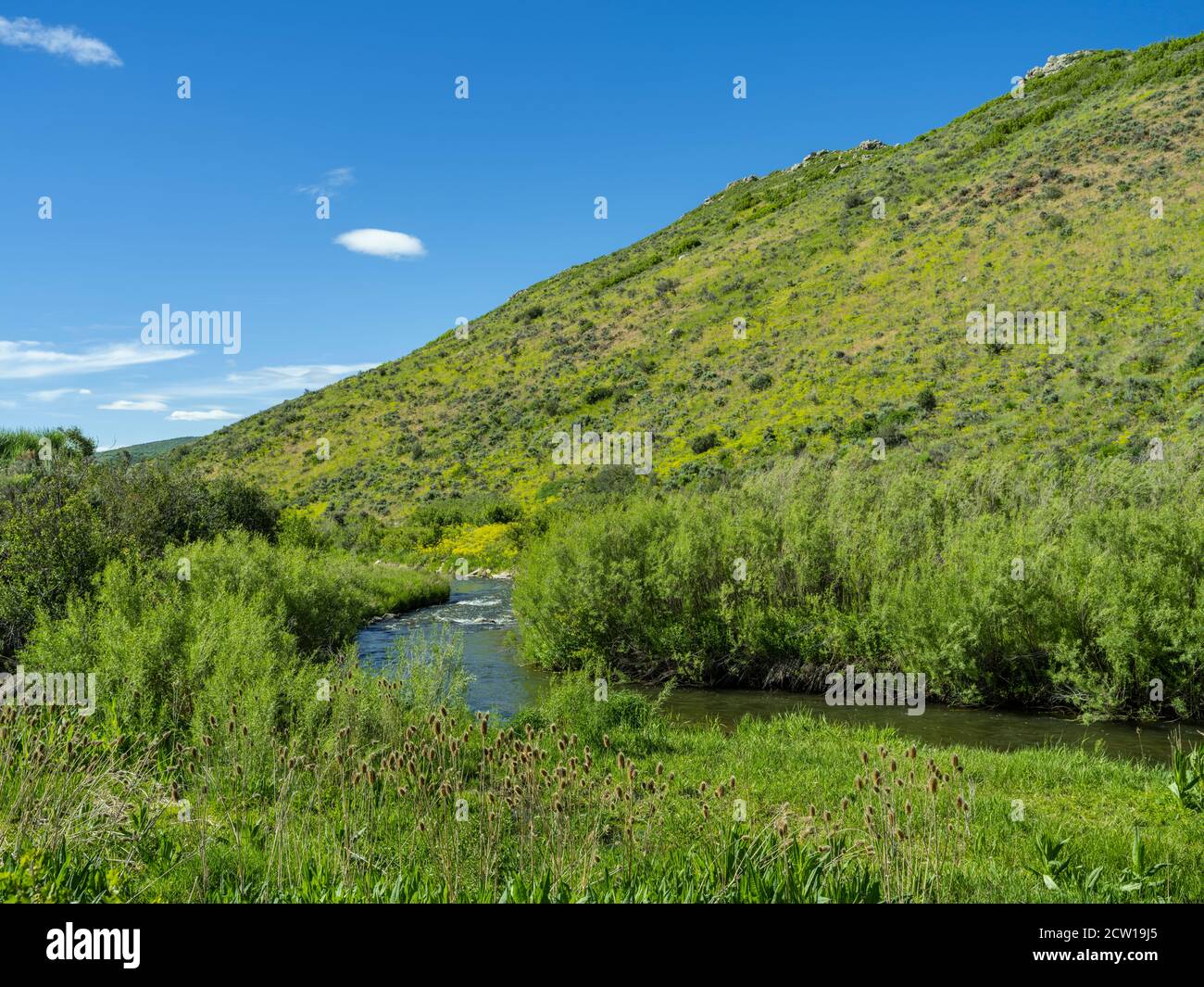 Pequeño arroyo de montaña, Park City, Utah, EE.UU Foto de stock