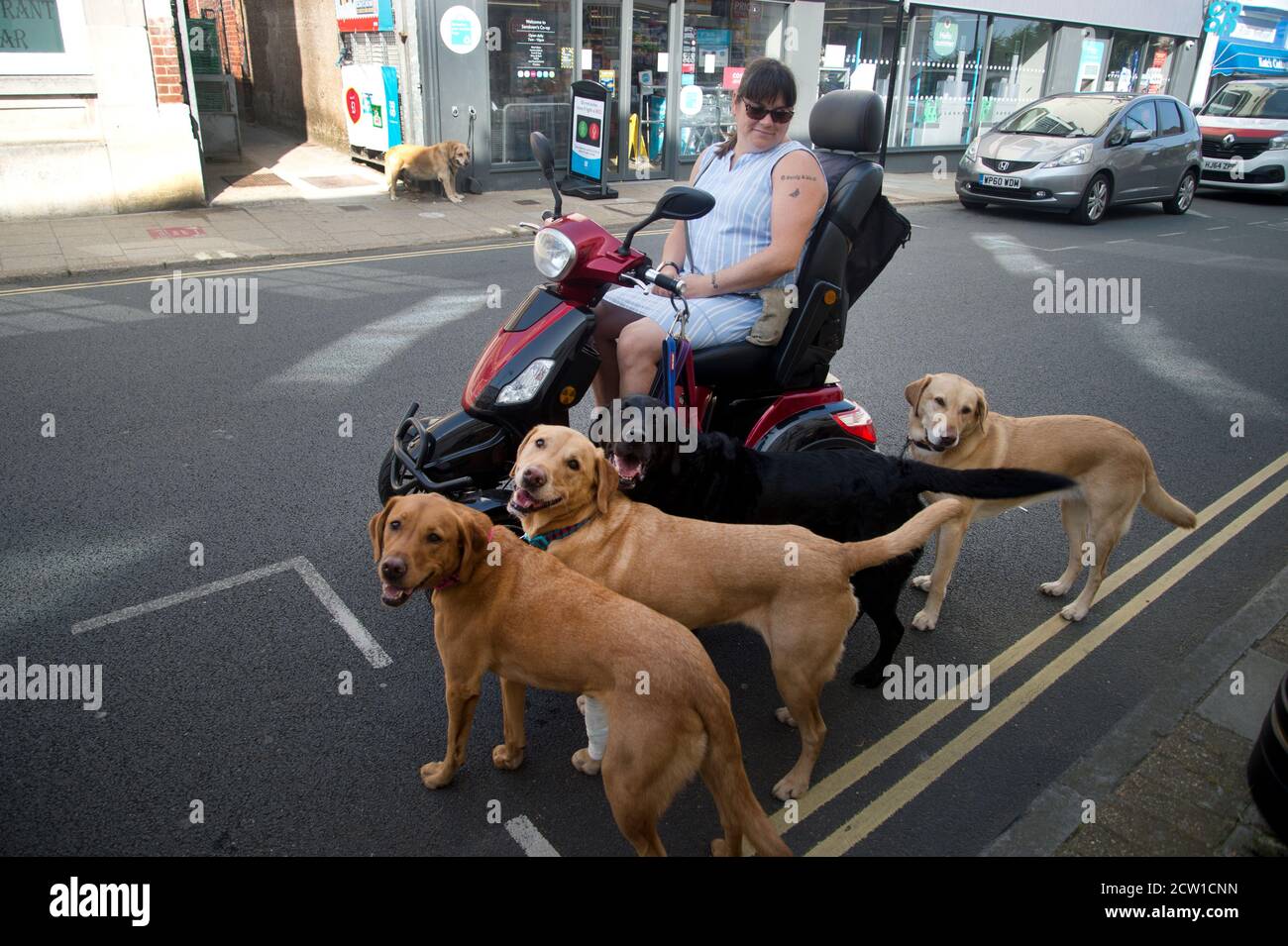 Perros para discapacitados fotografías e imágenes de alta resolución